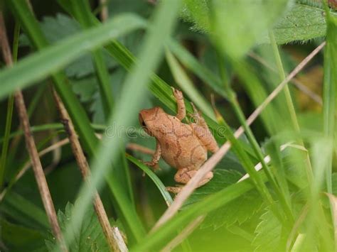 Image result for Spring Peeper Frog Habitat