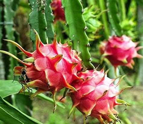Plant House Live Dragon Fruit-Ajagar Phal Healthy Fruit Plant With Pot ...
