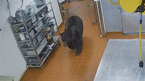 Image result for Bear Attacks Washing Machine