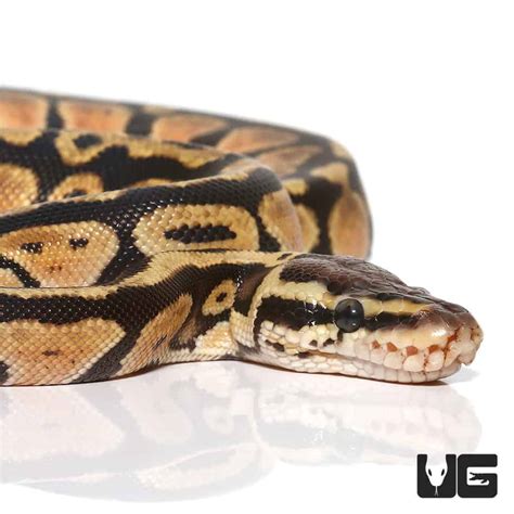 Image result for Fire Pastel Ball Python