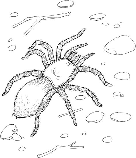 Free Printable Spider Coloring Pages For Kids