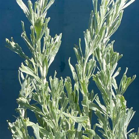 Artemisia tridentata ssp. tridentata - Cutleaf Sagebrush - Plantas ...