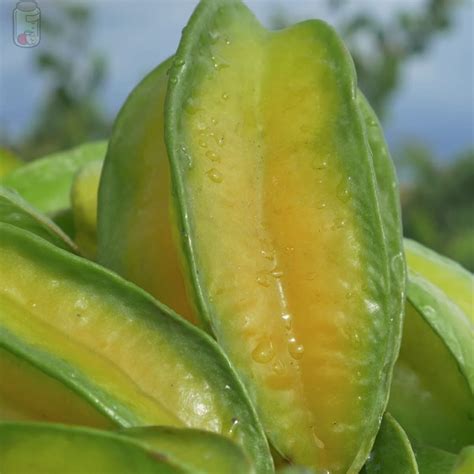 ᐅ How to Store Star Fruit or Carambola (All stages)【 2025