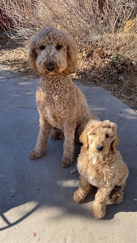 Sonny (older) and Brody (pup). Same mom and same dad. Exactly 11 months ...