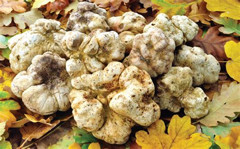 Truffles. The most expensive mushrooms in the world - Be Healthy magazine