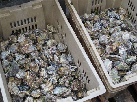 Image result for Shellfish Processing