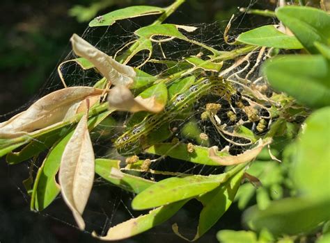 Image result for Box Tree Moth Control