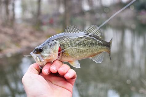 Do Bass Have Teeth?: Guide To Handling Bass Safely (2026)
