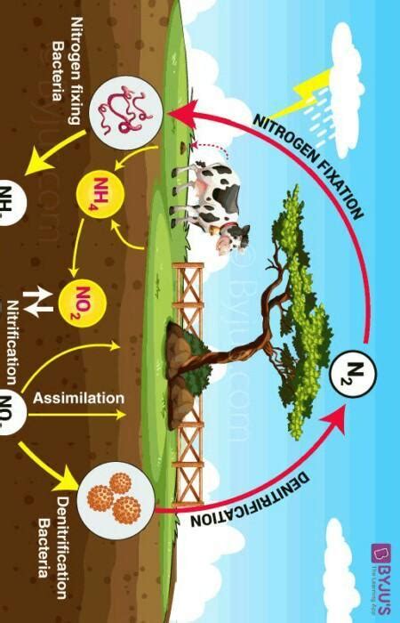 A FLOW CHART ON STEPS OF NITROGEN CYCLE WITH PROPER EXPLANATION ...