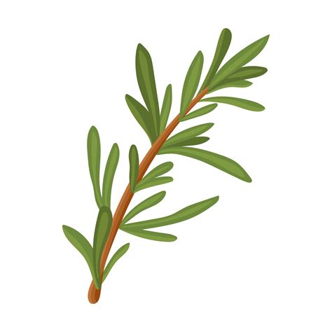 Rosemary. A green sprig of rosemary. Medicinal plant. Fragrant plant ...