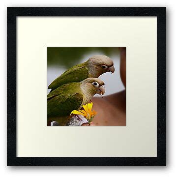 Image result for Fancy Conure