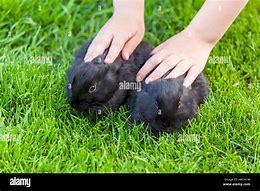 Image result for Two Cute Rabbits