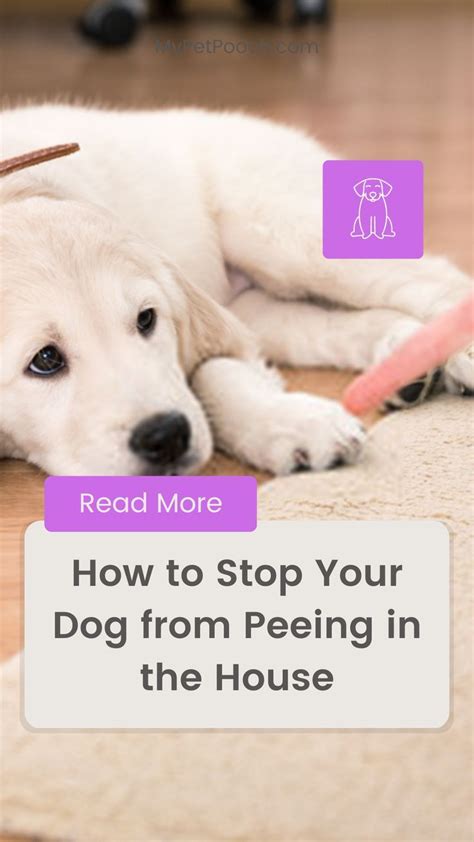 Stop Dogs Urinating Inside 的图像结果