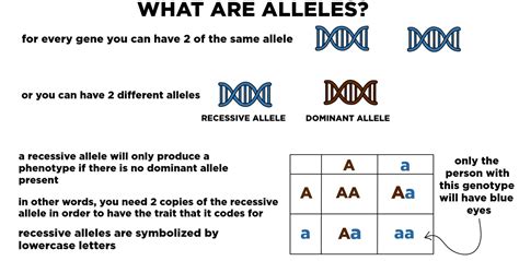 Image result for Recessive Allele Example