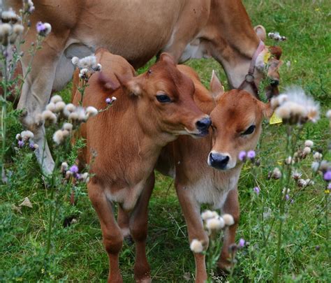 Pin by Diane Hill on Animal Love | Jersey cow, Cute cows, Baby cows