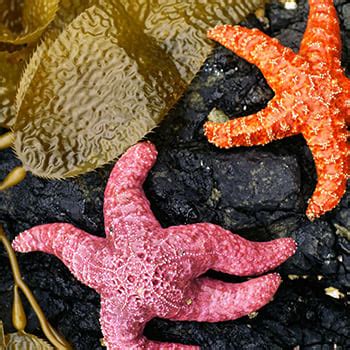 Image result for Shell Credit Card