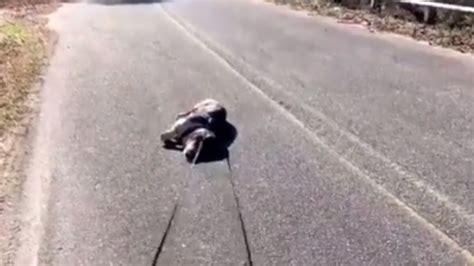 Viral video of adorable dog refusing to move from road is what midweek ...