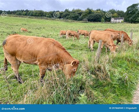 Jersey Dairy Cows are Grazing Stock Image - Image of chewing, wildlife ...