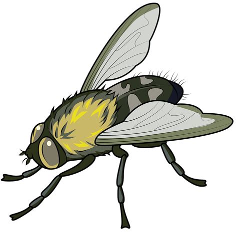 clipart fly 20 free Cliparts | Download images on Clipground 2026
