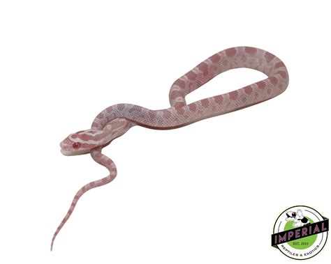 Corn Snake Pink