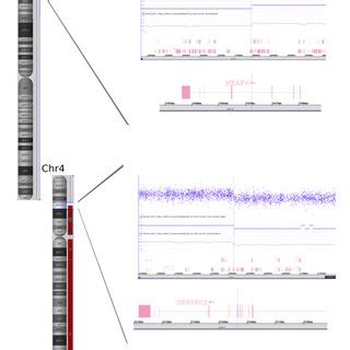 Image result for Formation of Copy Number Variation