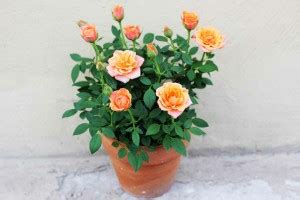 Cloud Farm Rose Plant Price in India - Buy Cloud Farm Rose Plant online ...