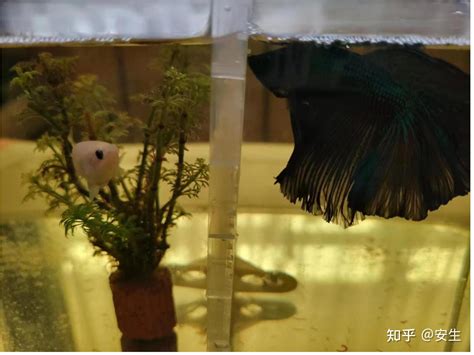 斗鱼什么礼物最多最新素材