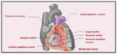 Advances in Imaging for Tricuspid Transcatheter Edge-to-Edge Repair ...