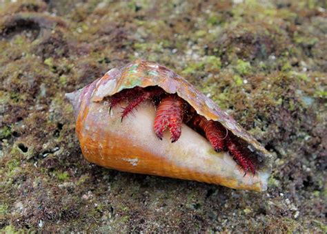 Image result for Tidal Pool Creatures