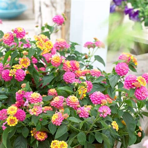 Lantana Plant Varieties Color Think You Know Lantana? Think Again!