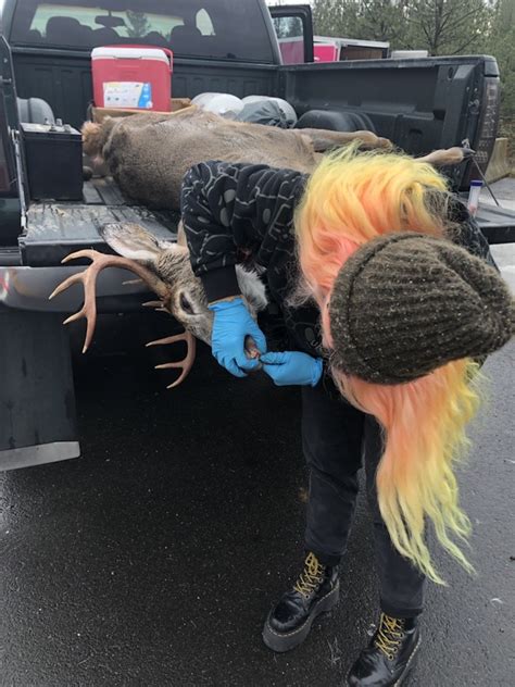 CWD Sampling 的图像结果