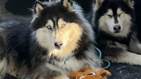 How Are Dogs Debarked