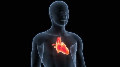 Image result for Full Animation On Heart Function