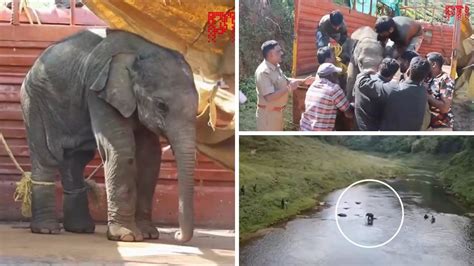 WATCH: Lost Baby Elephant Reunited With Mother In Tamil Nadu By Forest ...