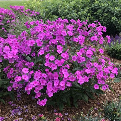 Phlox 'Cloudburst' | Tall phlox, Perennial plants, Garden