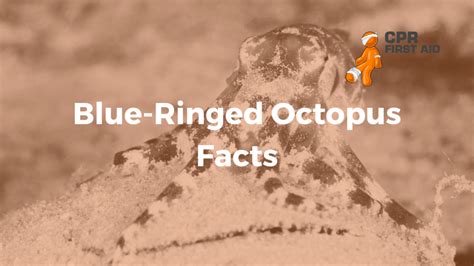 Image result for Animal Fact Files Blue-Ringed Octopus