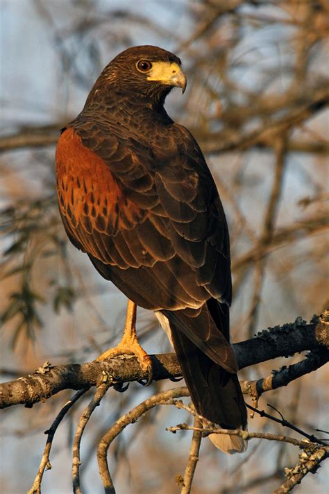 Types of Hawks - Different types of Hawk facts