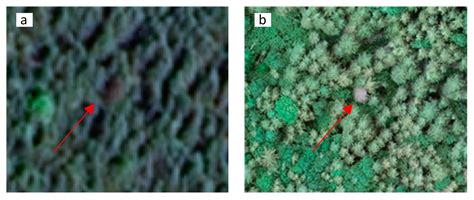 Susceptibility Mapping of Unhealthy Trees in Jiuzhaigou Valley ...