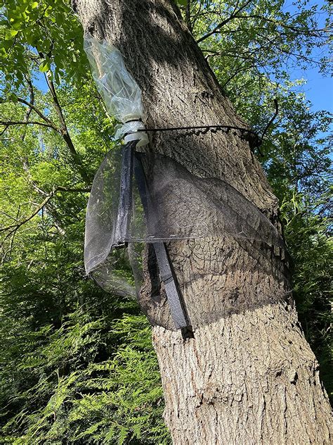 Lantern Fly Traps with Netting 的图像结果