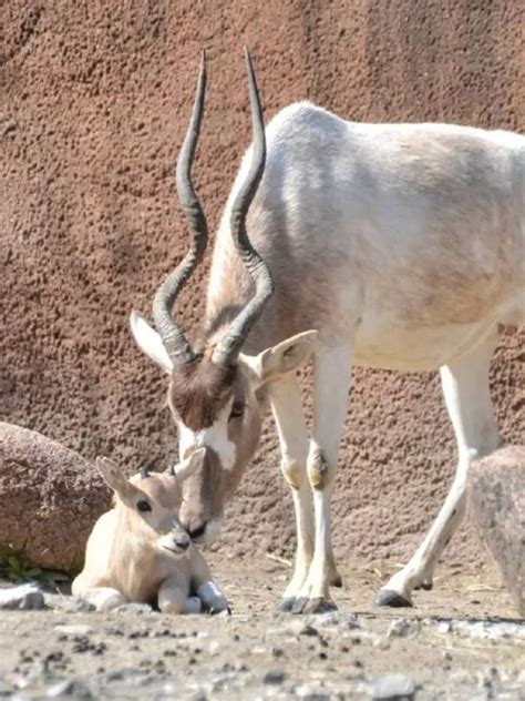 Nine of the Rarest Animals in the World