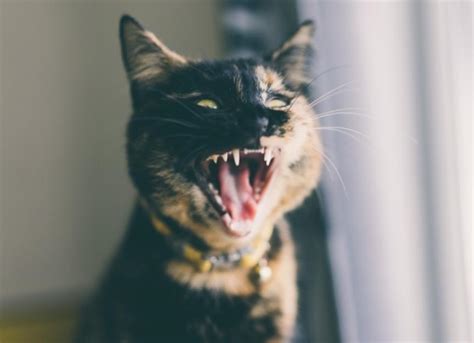 Interesting Facts About Cat Teeth | PetMD