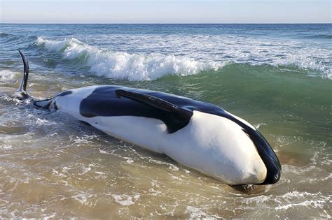 Beached killer whale dies in first known stranding in southeast US
