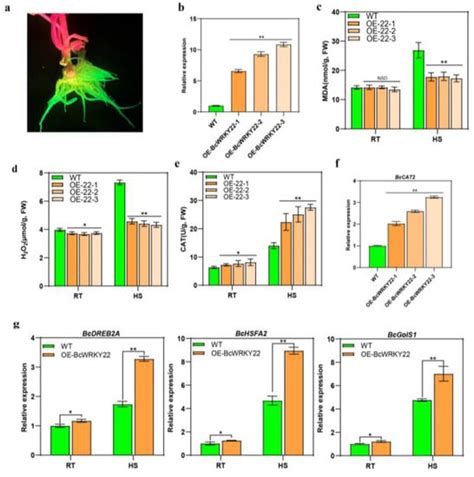 BcWRKY22 Activates BcCAT2 to Enhance Catalase (CAT) Activity and Reduce ...