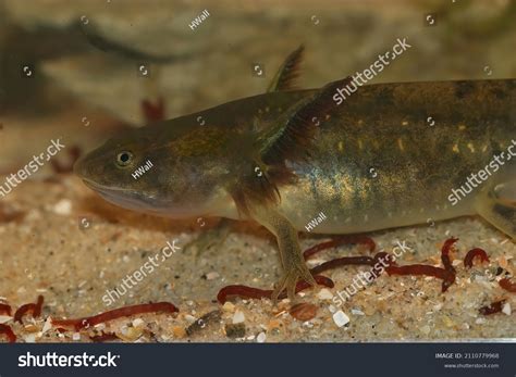 Barred Tiger Salamander Larvae