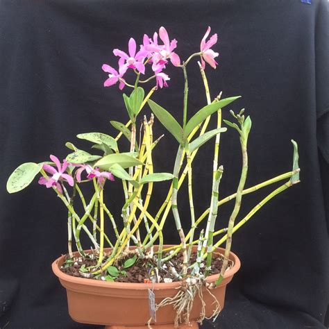Cattleya guttata - Corsage Orchid | Lewis Ginter Botanical Garden ...