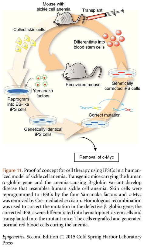 Image result for Epigenetic Reprogramming