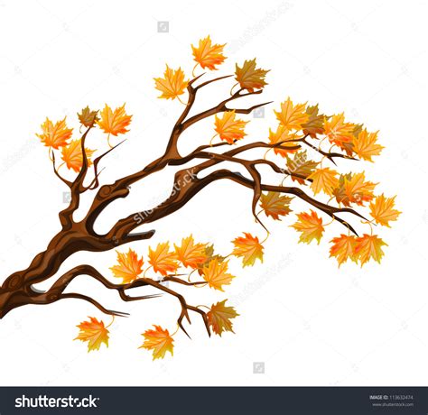 Image result for Maple Tree Drawing Reference