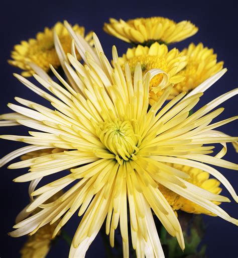 Spider Mum Plants at Taylah Cayley blog