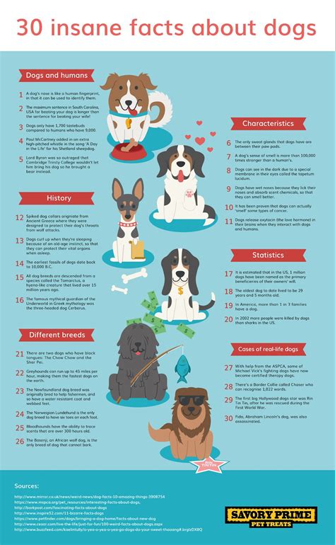 Interesting Facts About Dogs