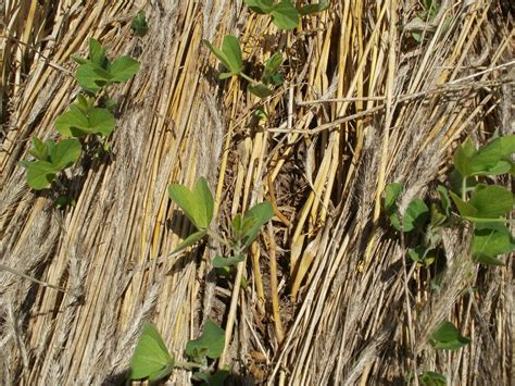 Image result for Crop Insurance Claims